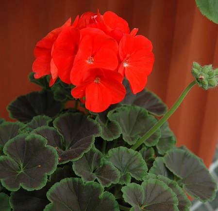 Мушкато с шоколадови листа-Geranium F1 Bullseye Red- червено (5090)